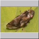 Aphrophora alni - Erlenschaumzikade 07b.jpg